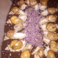 فروش فوری حلزون زیره قیمت بازار