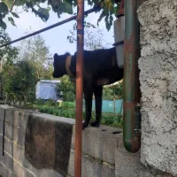 سگ کن کورسو ماده ۱۰ ماهه دورگ|سگ|سنگر, |دیوار