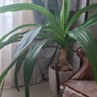 گل اشک ملکه سرحال|گل و گیاه طبیعی|شاهین‌شهر, خبرنگار|دیوار