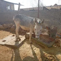 خر نر تازه داره باری میشه سالم سرحال