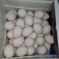 تخم اردک
