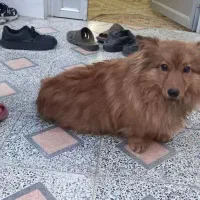 سگ خانگی آرام وخوب