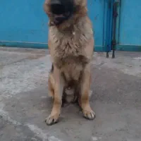 سگ ژرمن