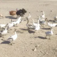 تعدادی غاز و قوغاز|حیوانات مزرعه|رباط‌کریم, شترخوار|دیوار