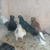 کفتر پرشی|پرنده|سبزوار, شرق کال شمالی|دیوار