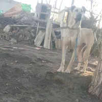 سگ ماده نسل برناغ
