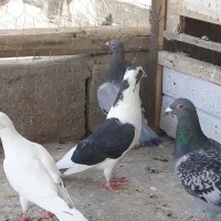 کبوتر آلمانی سبزوسفیدورنگه