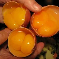 تخم مرغ محلی دوزرده