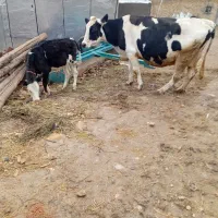 گاو با گوساله