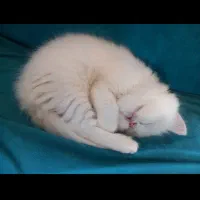 گربه پرشین سفید|گربه|گنبد کاووس, |دیوار