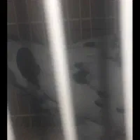 یک جفت کبوتر|پرنده|سراوان, |دیوار