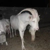 فروش بزغاله سانن اصل،بره ماده|حیوانات مزرعه|امیرآباد, |دیوار