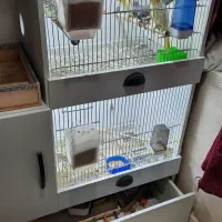 قفس پرنده و طوطی سانان همراه عروس هلندی یا جداجدا|لوازم جانبی حیوانات|شریفآباد, |دیوار