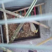 جفت عروس هلندی|پرنده|بجنورد, |دیوار