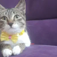 واگذاری بچه گربه ۳ ماهه