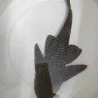 فروش گوپی+لجن خوار