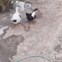 اوردک