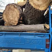 خرید وفروش درخت یا چوب