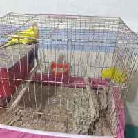 مرغ عشق|پرنده|برازجان, |دیوار