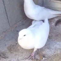 کبوتر|پرنده|نورآباد, |دیوار