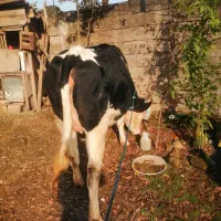 گاو لیشه سیمینتال یک ماه تا زایمان (تلیسه)|حیوانات مزرعه|رشت, حومه رشت|دیوار