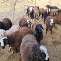 بره نر|حیوانات مزرعه|بیرانوند, |دیوار