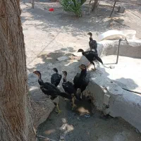 جوجه چابهاری