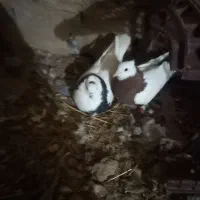 دوعدد کفتر عشق بازی طوقی