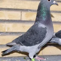 نامه بر پلاکی مسابقه ای کبوتر