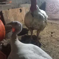 اجفت بوقلمون نروماده،گوشتی|حیوانات مزرعه|سنگر, |دیوار