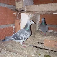 چند عدد کبوتر مسافتی