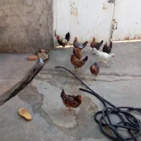 مرغ و خروس