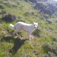 سگ رسمی گله ای
