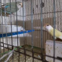 طوطی برزیلی|پرنده|جم, |دیوار