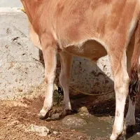 گوساله نر در رامهرمز|حیوانات مزرعه|اهواز, ۳۰ متری|دیوار