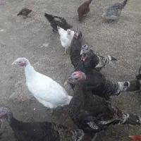 بوقلمون|حیوانات مزرعه|پلدشت, |دیوار