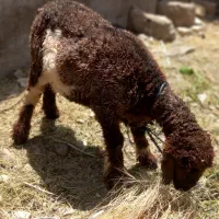 بره ماده ۶و۹ماهه