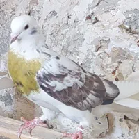 کبوتر گم شده