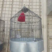 جوجه سهره خاکی
