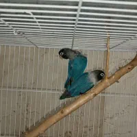 طوطی کوتوله برزیلی نقاب دار کاربنی