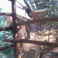 یه جفت کفتر طوقی معامله با پاکستانی خوب