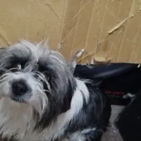 سگ ماده|سگ|مبارکه, |دیوار