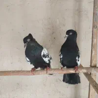 کبوتر سینه دم سیاه