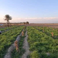 مقداری بیده، یونجه ،  برای فروش