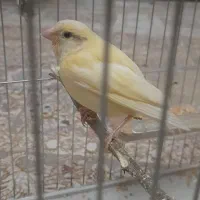 قناری معاوضه با طوطی برزیلی