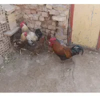 3تا خروس بزرگ با دوتا مرغ|حیوانات مزرعه|اسفرورین, |دیوار