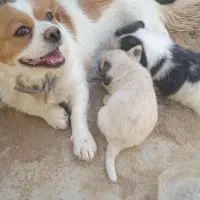 سگ پاپی کوچک