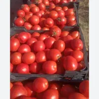 گوجه گوشتی خوش رنگ سرولایت مخصوص رب تخویل درب منزل|خوردنی و آشامیدنی|نیشابور, ماروسک|دیوار
