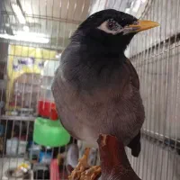 مرغ مینا|پرنده|تهران, مهرآباد|دیوار