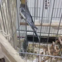 عروس هلندی|پرنده|بومهن, |دیوار